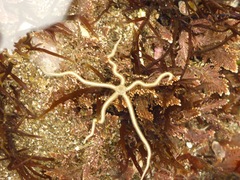 Amphiodia occidentalis