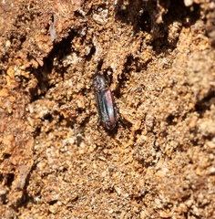 Bothrideres bipunctatus