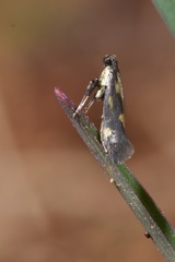 Euspilapteryx auroguttella