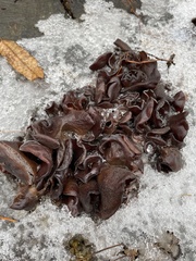Fungi