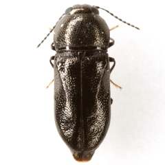 Mastogenius crenulatus