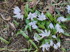 Scilla mischtschenkoana