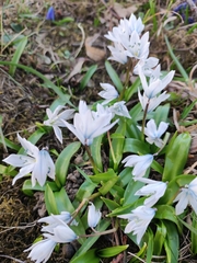 Scilla mischtschenkoana