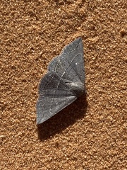 Lesmone griseipennis