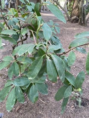 Rhododendron × hybridum