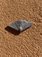 Lesmone griseipennis