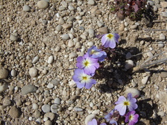 Malcolmia maritima leucadiana