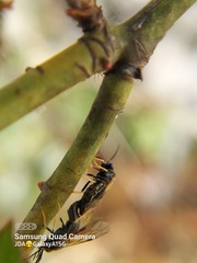 Cladius pectinicornis