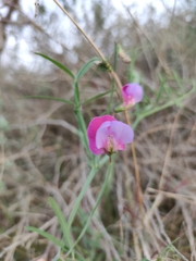 Lathyrus clymenum