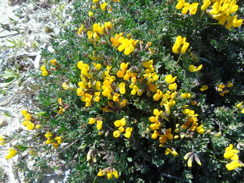 Representative image of Lotus creticus