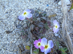 Malcolmia maritima leucadiana