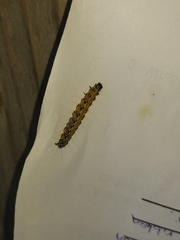 Insecta