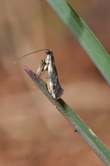 Euspilapteryx auroguttella