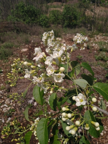 Bourreria pulchra (Bourreria pulchra)
