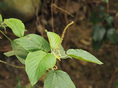 Acalypha angatensis