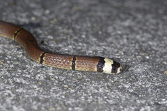 Sinomicrurus macclellandi