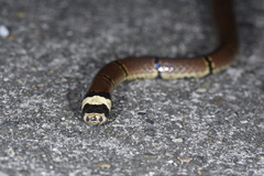 Sinomicrurus macclellandi