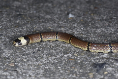 Sinomicrurus macclellandi