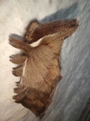 Podalia