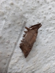 Podalia