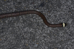 Sinomicrurus macclellandi