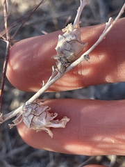 Procecidochares kristineae