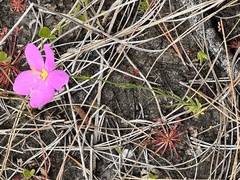 Sabatia grandiflora
