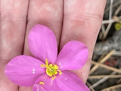 Sabatia grandiflora