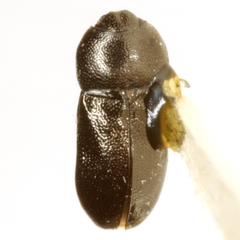 Mastogenius crenulatus