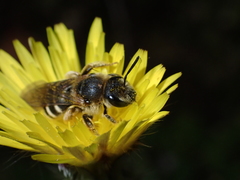 Halictus fulvipes