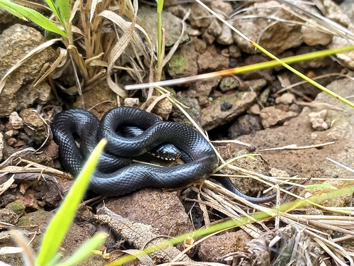 Cream-spotted Mountain Snake