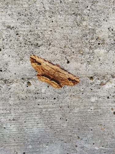 Waved Umber, 22070 Binago CO, Italia, photo 10 of 10