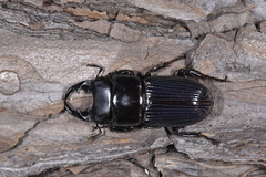 Aegus laevicollis