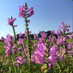 Physostegia longisepala