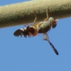 Brachyaciura limbata