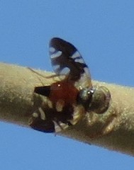 Brachyaciura limbata