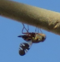 Brachyaciura limbata