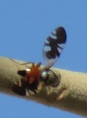 Brachyaciura limbata