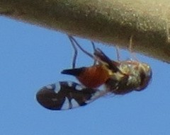Brachyaciura limbata