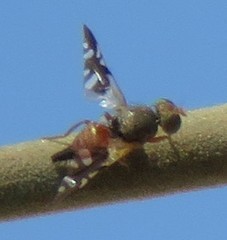 Brachyaciura limbata