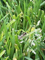 Platycheirus trichopus