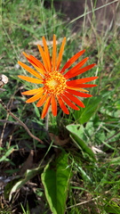 Gerbera jamesonii