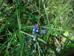 Bellevalia dubia boissieri