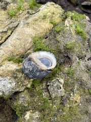 Nerita fulgurans