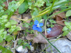 Veronica glauca