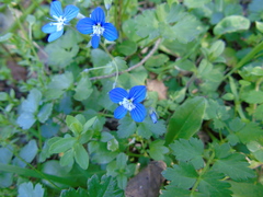 Veronica glauca