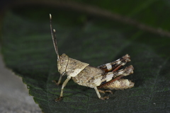 Apalacris nigrogeniculata