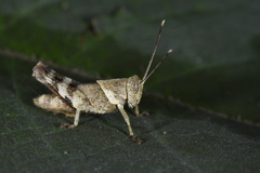 Apalacris nigrogeniculata