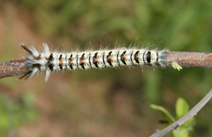 Grammodora nigrolineata