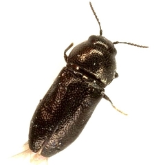 Mastogenius crenulatus